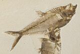 Two Fossil Fish (Diplomystus) - Wyoming #198394-2